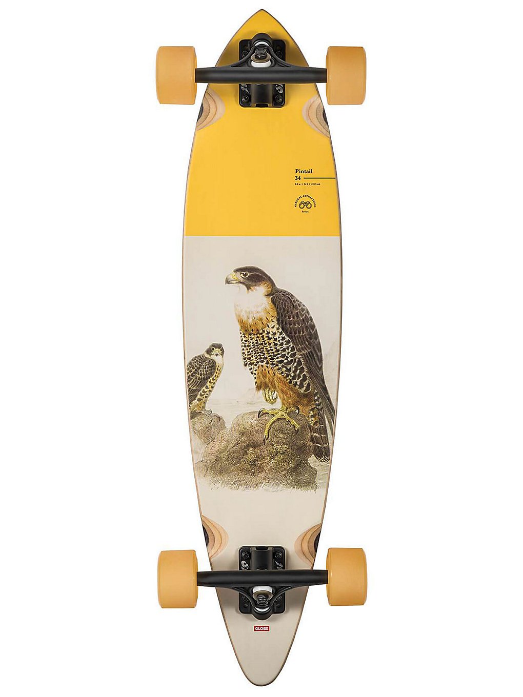 Globe Pintail 34" Complete falcon